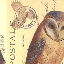 Mixed Owl Postcard Print Paper ~ Rossi Italy